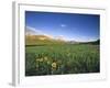 Wildflowers Along Rocky Mountain Front Near Browning, Montana, USA-Chuck Haney-Framed Photographic Print