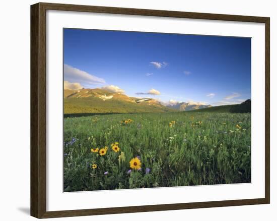 Wildflowers Along Rocky Mountain Front Near Browning, Montana, USA-Chuck Haney-Framed Photographic Print