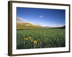 Wildflowers Along Rocky Mountain Front Near Browning, Montana, USA-Chuck Haney-Framed Photographic Print
