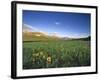 Wildflowers Along Rocky Mountain Front Near Browning, Montana, USA-Chuck Haney-Framed Photographic Print