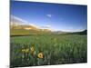 Wildflowers Along Rocky Mountain Front Near Browning, Montana, USA-Chuck Haney-Mounted Photographic Print