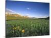 Wildflowers Along Rocky Mountain Front Near Browning, Montana, USA-Chuck Haney-Stretched Canvas