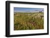 Wildflowers along the Powder River in Custer County, Montana, USA-Chuck Haney-Framed Photographic Print