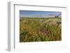 Wildflowers along the Powder River in Custer County, Montana, USA-Chuck Haney-Framed Photographic Print