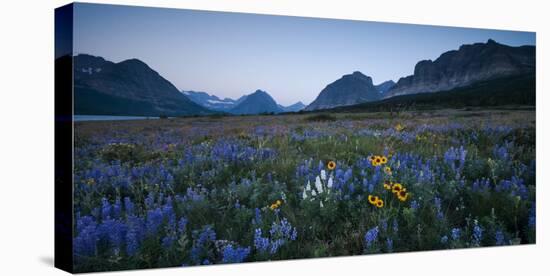 Wildflowers Along the Rocky Mountain Front. Glacier National Park, Montana-Steven Gnam-Stretched Canvas