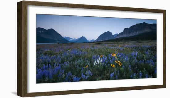 Wildflowers Along the Rocky Mountain Front. Glacier National Park, Montana-Steven Gnam-Framed Photographic Print