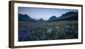 Wildflowers Along the Rocky Mountain Front. Glacier National Park, Montana-Steven Gnam-Framed Photographic Print