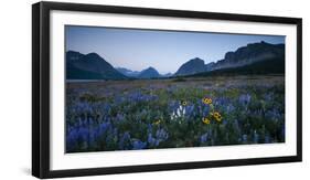 Wildflowers Along the Rocky Mountain Front. Glacier National Park, Montana-Steven Gnam-Framed Photographic Print