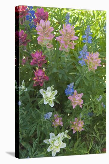 Wildflowers, Alta Ski Resort, Uinta-Wasatch-Cache Nf, Utah-Howie Garber-Stretched Canvas