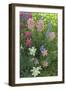 Wildflowers, Alta Ski Resort, Uinta-Wasatch-Cache Nf, Utah-Howie Garber-Framed Photographic Print