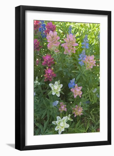 Wildflowers, Alta Ski Resort, Uinta-Wasatch-Cache Nf, Utah-Howie Garber-Framed Photographic Print