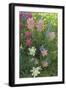 Wildflowers, Alta Ski Resort, Uinta-Wasatch-Cache Nf, Utah-Howie Garber-Framed Photographic Print