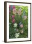 Wildflowers, Alta Ski Resort, Uinta-Wasatch-Cache Nf, Utah-Howie Garber-Framed Photographic Print