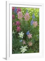 Wildflowers, Alta Ski Resort, Uinta-Wasatch-Cache Nf, Utah-Howie Garber-Framed Photographic Print