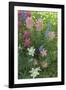 Wildflowers, Alta Ski Resort, Uinta-Wasatch-Cache Nf, Utah-Howie Garber-Framed Photographic Print