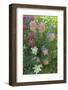 Wildflowers, Alta Ski Resort, Uinta-Wasatch-Cache Nf, Utah-Howie Garber-Framed Photographic Print