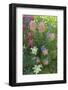 Wildflowers, Alta Ski Resort, Uinta-Wasatch-Cache Nf, Utah-Howie Garber-Framed Photographic Print