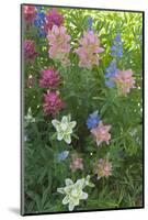 Wildflowers, Alta Ski Resort, Uinta-Wasatch-Cache Nf, Utah-Howie Garber-Mounted Photographic Print