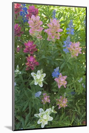 Wildflowers, Alta Ski Resort, Uinta-Wasatch-Cache Nf, Utah-Howie Garber-Mounted Photographic Print