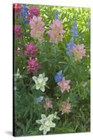 Wildflowers, Alta Ski Resort, Uinta-Wasatch-Cache Nf, Utah-Howie Garber-Stretched Canvas