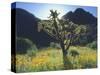 Wildflowers and Cacti in Sunlight, Organ Pipe Cactus National Monument, Arizona, USA-Christopher Talbot Frank-Stretched Canvas