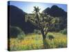 Wildflowers and Cacti in Sunlight, Organ Pipe Cactus National Monument, Arizona, USA-Christopher Talbot Frank-Stretched Canvas