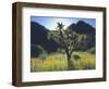 Wildflowers and Cacti in Sunlight, Organ Pipe Cactus National Monument, Arizona, USA-Christopher Talbot Frank-Framed Photographic Print