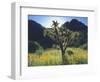 Wildflowers and Cacti in Sunlight, Organ Pipe Cactus National Monument, Arizona, USA-Christopher Talbot Frank-Framed Photographic Print