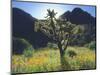 Wildflowers and Cacti in Sunlight, Organ Pipe Cactus National Monument, Arizona, USA-Christopher Talbot Frank-Mounted Photographic Print