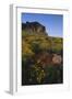 Wildflowers and Cliffs in Desert-DLILLC-Framed Photographic Print