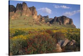 Wildflowers and Cliffs in Desert-DLILLC-Stretched Canvas