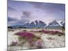 Wildflowers and Fairweather Range, Alsek River Valley, Alaska, USA-Don Paulson-Mounted Photographic Print