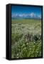 Wildflowers and Grand Tetons, Lunch Tree Hill, Grand Teton National Park, Wyoming, Usa.-Roddy Scheer-Framed Stretched Canvas