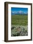 Wildflowers and Grand Tetons, Lunch Tree Hill, Grand Teton National Park, Wyoming, Usa.-Roddy Scheer-Framed Photographic Print