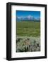 Wildflowers and Grand Tetons, Lunch Tree Hill, Grand Teton National Park, Wyoming, Usa.-Roddy Scheer-Framed Photographic Print