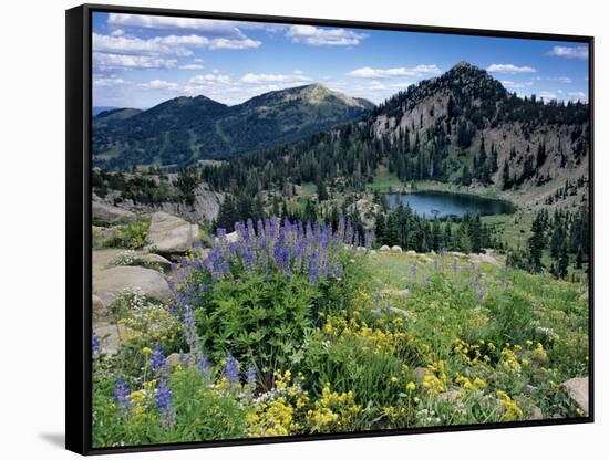 Wildflowers and Lake Catherine, Pioneer Peak, Uinta Wasatch Nf, Utah-Howie Garber-Framed Stretched Canvas