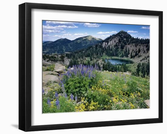 Wildflowers and Lake Catherine, Pioneer Peak, Uinta Wasatch Nf, Utah-Howie Garber-Framed Premium Photographic Print