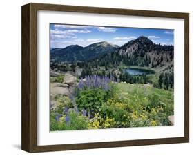 Wildflowers and Lake Catherine, Pioneer Peak, Uinta Wasatch Nf, Utah-Howie Garber-Framed Photographic Print