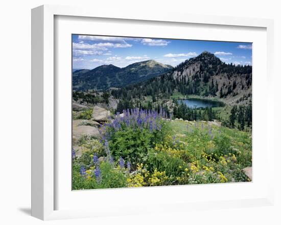 Wildflowers and Lake Catherine, Pioneer Peak, Uinta Wasatch Nf, Utah-Howie Garber-Framed Photographic Print