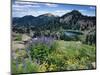 Wildflowers and Lake Catherine, Pioneer Peak, Uinta Wasatch Nf, Utah-Howie Garber-Mounted Photographic Print