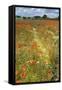 Wildflowers and Legumes on Set-Aside Field in Rural Landscape-null-Framed Stretched Canvas