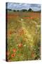 Wildflowers and Legumes on Set-Aside Field in Rural Landscape-null-Stretched Canvas