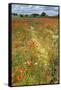 Wildflowers and Legumes on Set-Aside Field in Rural Landscape-null-Framed Stretched Canvas