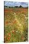 Wildflowers and Legumes on Set-Aside Field in Rural Landscape-null-Stretched Canvas