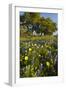 Wildflowers and Live Oak in Texas Hill Country, Texas, USA-Larry Ditto-Framed Photographic Print