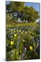 Wildflowers and Live Oak in Texas Hill Country, Texas, USA-Larry Ditto-Mounted Photographic Print