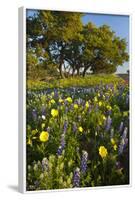 Wildflowers and Live Oak in Texas Hill Country, Texas, USA-Larry Ditto-Framed Photographic Print