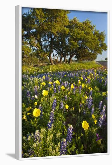 Wildflowers and Live Oak in Texas Hill Country, Texas, USA-Larry Ditto-Framed Photographic Print