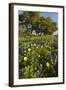 Wildflowers and Live Oak in Texas Hill Country, Texas, USA-Larry Ditto-Framed Photographic Print