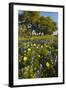 Wildflowers and Live Oak in Texas Hill Country, Texas, USA-Larry Ditto-Framed Photographic Print